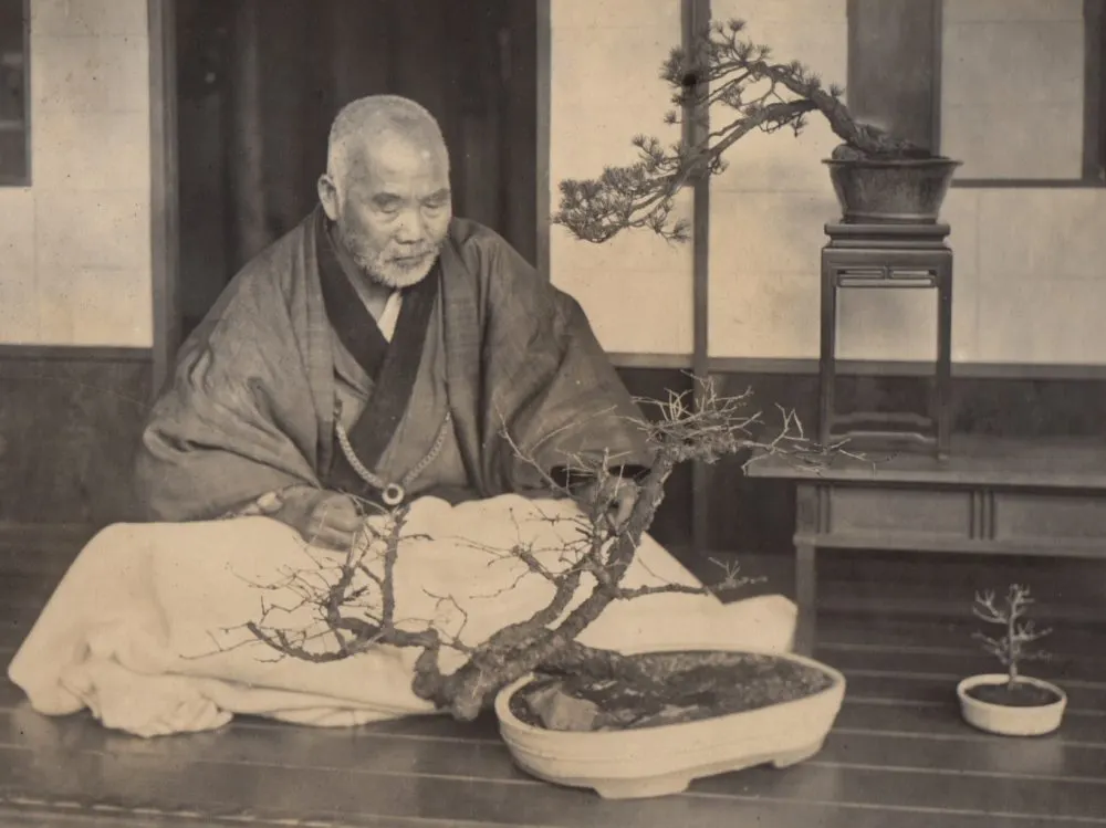 The history of bonsai