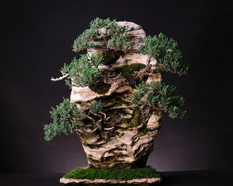 Juniper — bonsai, ≈ 15 years, 50 cm