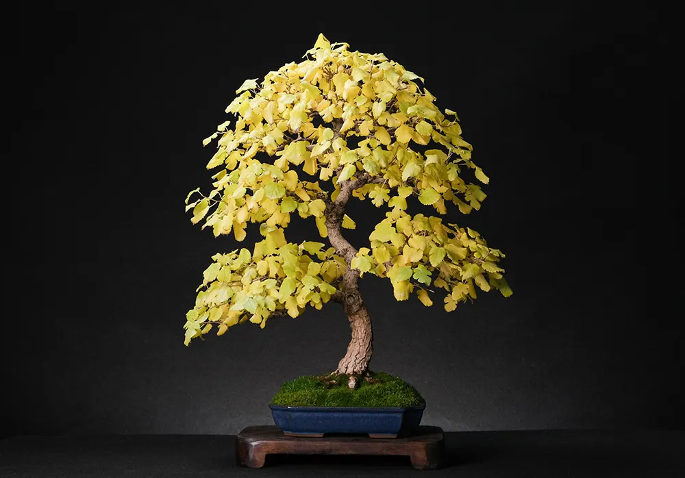 Mulberry
