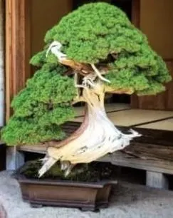 Kunio Kobayashi's Tanuki Bonsai