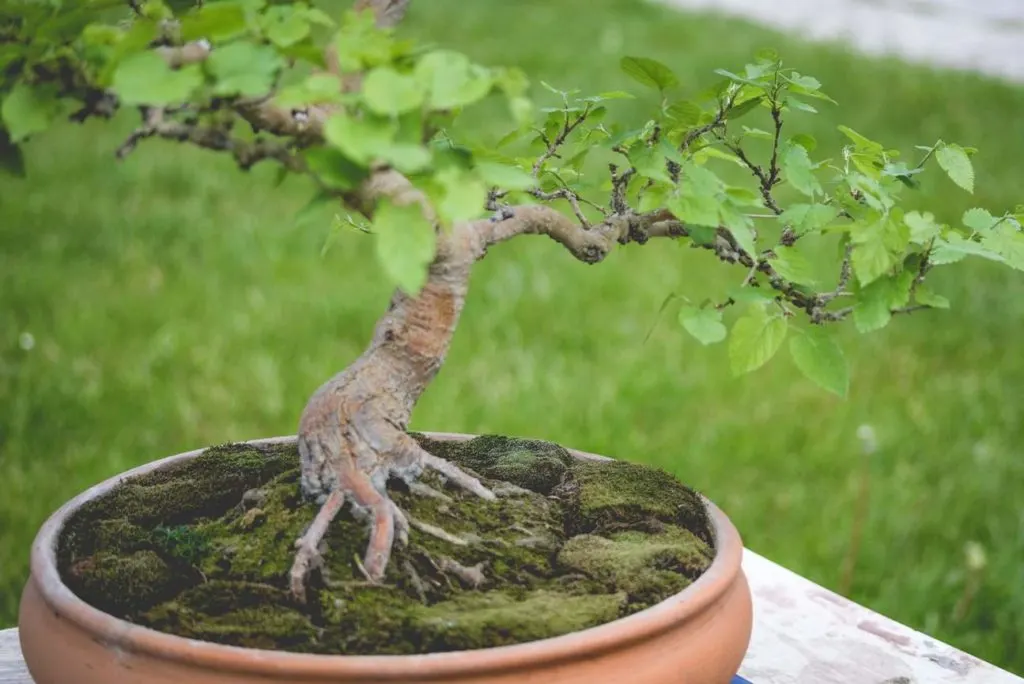 Bonsai roots