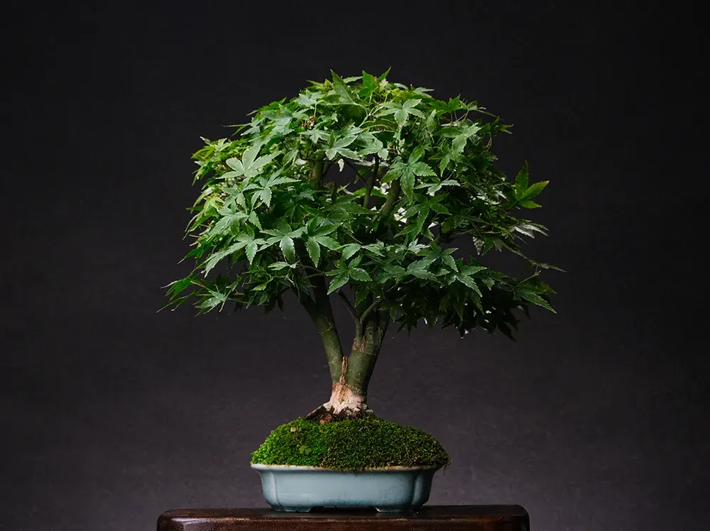 Maple — bonsai, ≈ 10 years, 30 cm