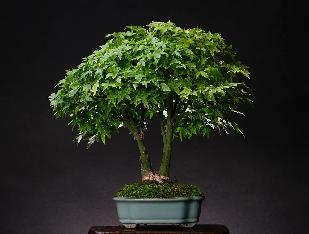 Maple — bonsai, ≈ 10 years, 30 cm