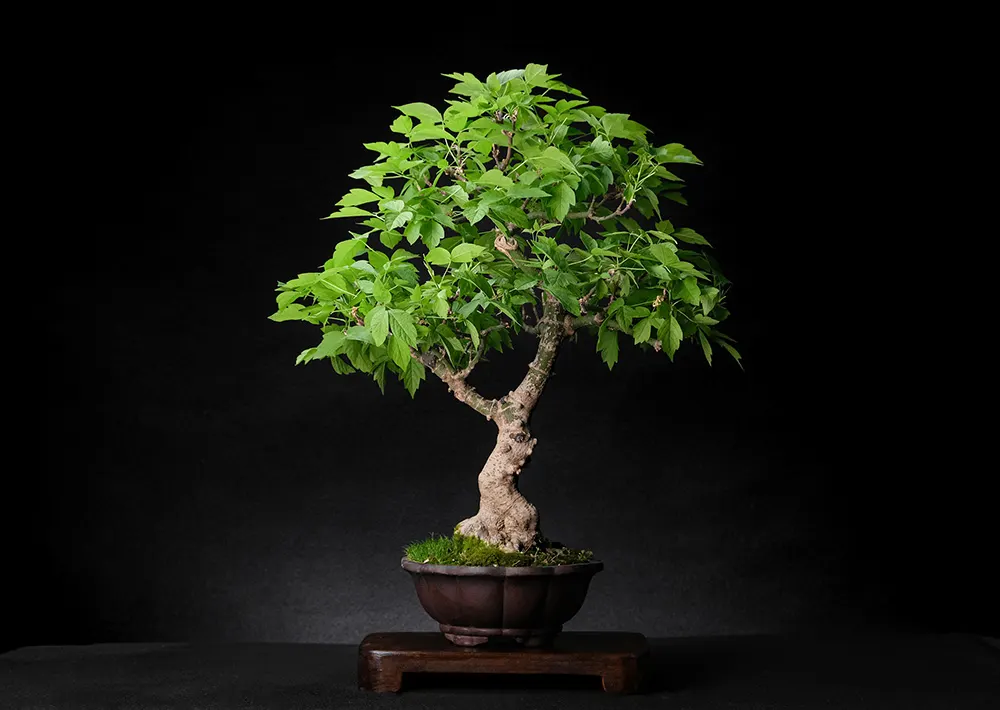 Box elder maple — bonsai, ≈ 25 years, 45 cm