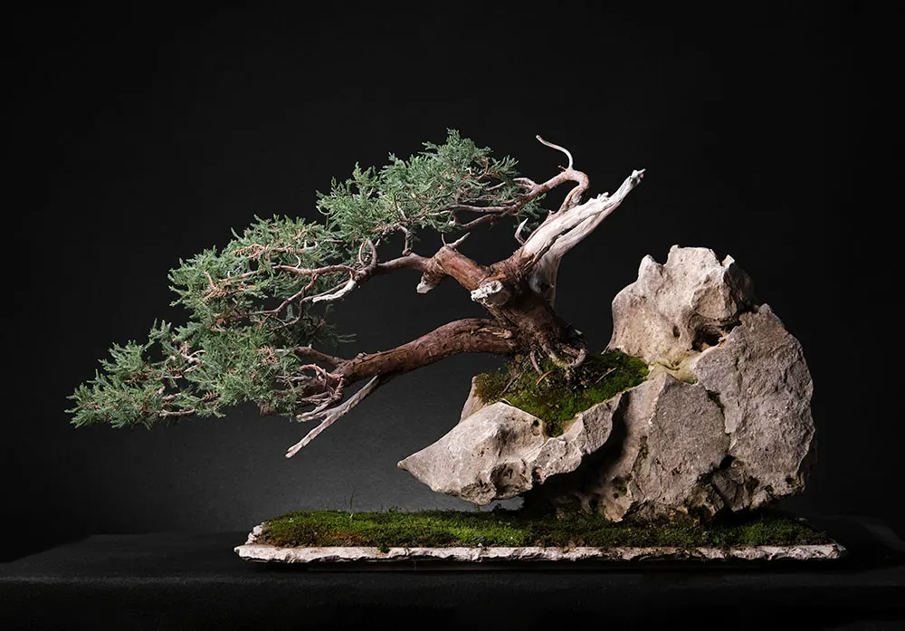 Juniper — bonsai, ≈ 35 years, 50 cm
