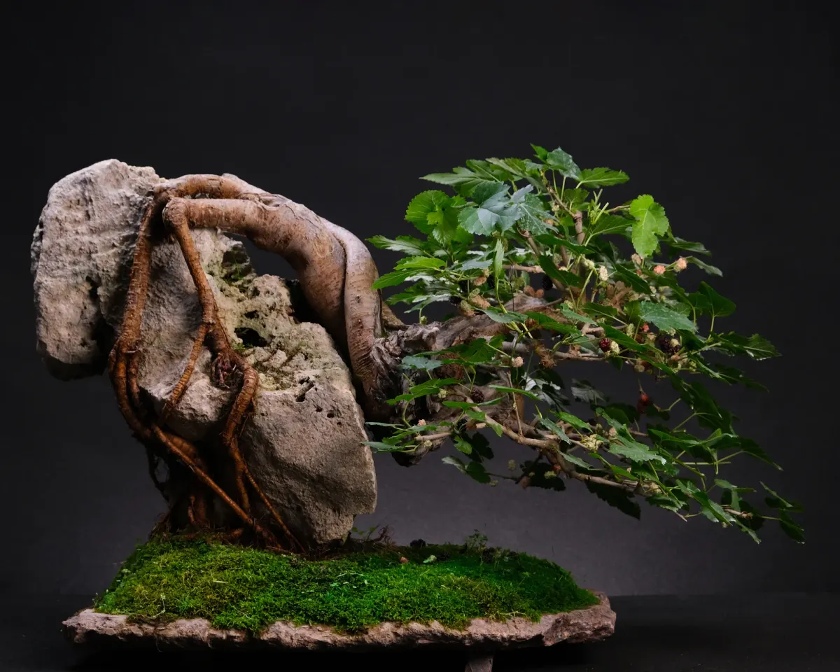 Mulberry — bonsai, ≈ 40 years, 55 cm