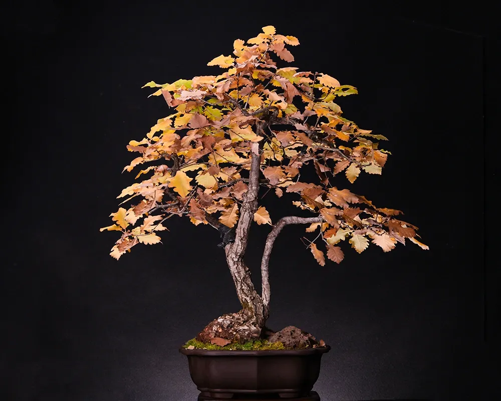 Oak — bonsai, ≈ 30 years, 70 cm