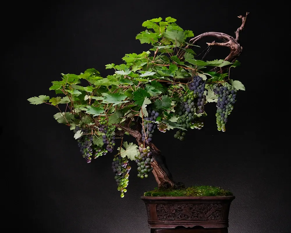 Grapevines — bonsai, ≈ 45 years, 80 cm