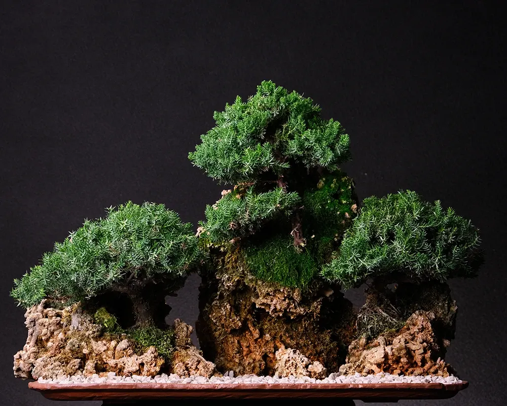 Juniper — bonsai, ≈ 15 years, 40 cm