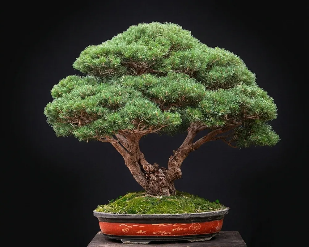 Pine — bonsai, ≈ 60 years, 120 cm